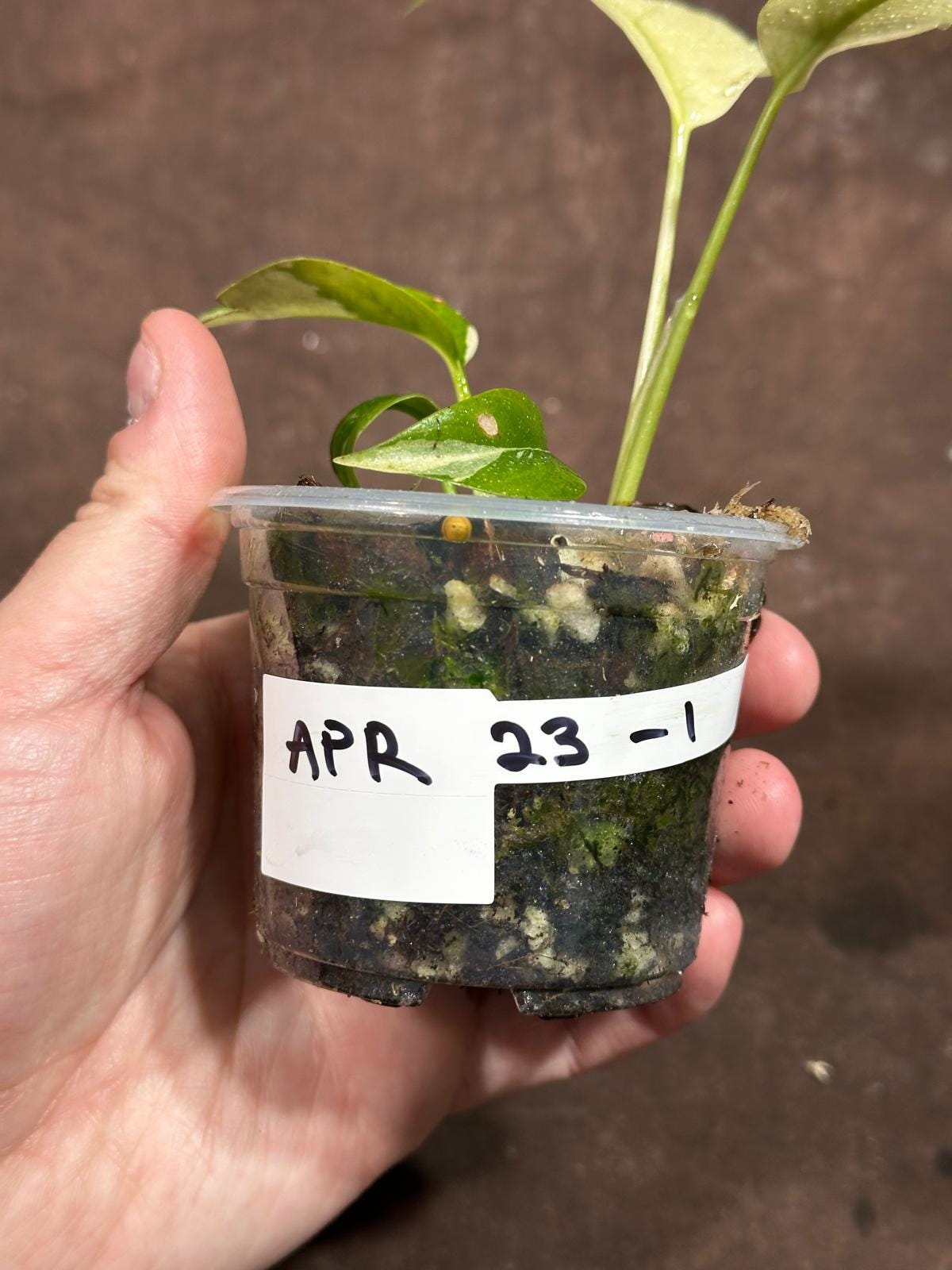 Rare Variegated Rhaphidophora Tetrasperma Albo in a Nursery Pot - Rare Mini Tetrasperma - SAME Potted Plant as images - US Seller