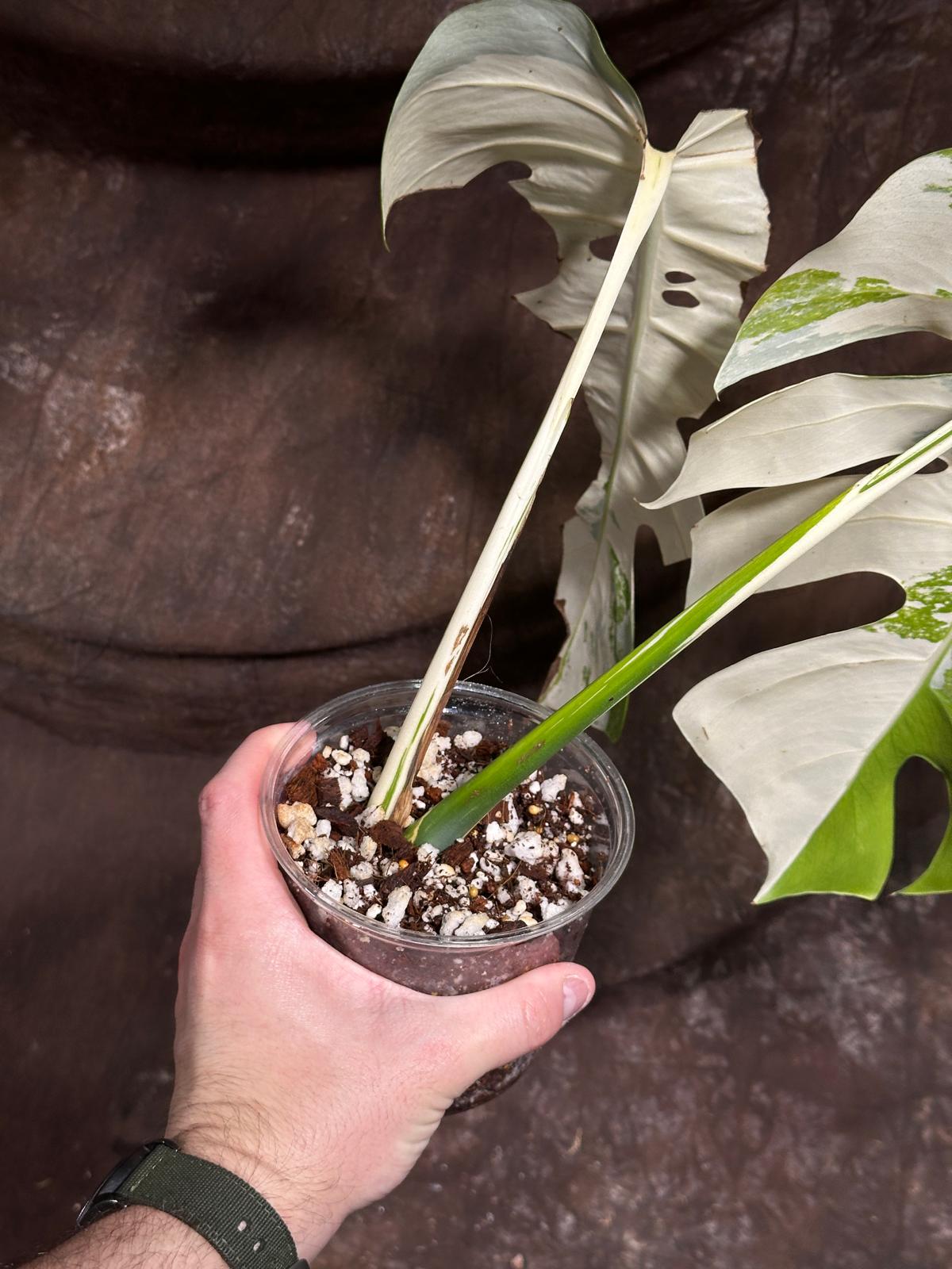 Variegated Monstera Albo Plant - Rare Indoor White Monstera Albo Borsigiana Plant - Indoor Plant - Rare Houseplant US Seller - EXACT Plant