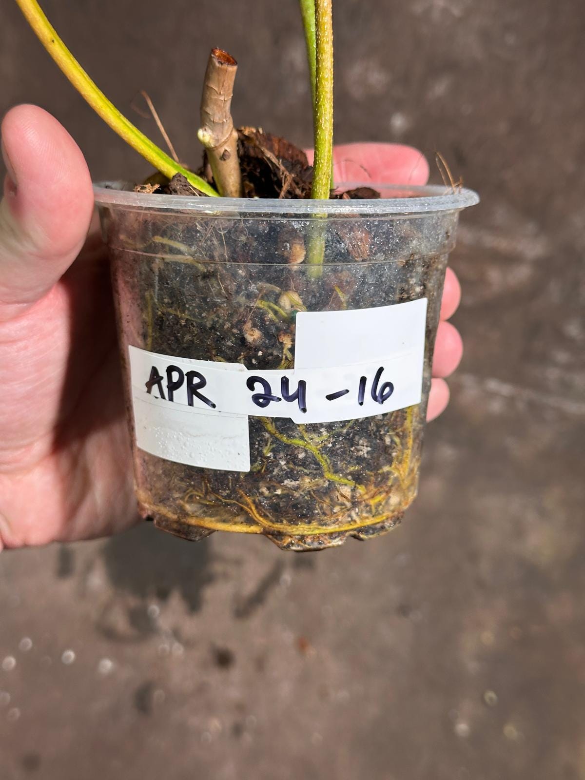 Variegated Philodendron Florida Beauty EXACT Same Plant - Rare Collector Plant - Live Indoor Plant - Gift for Mom - US Seller