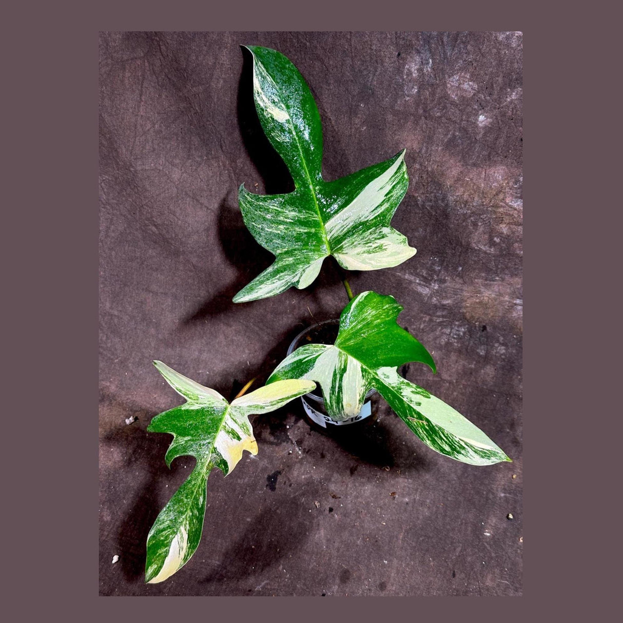 Variegated Philodendron Florida Beauty EXACT Same Plant - Rare Collector Plant - Live Indoor Plant - Gift for Mom - US Seller