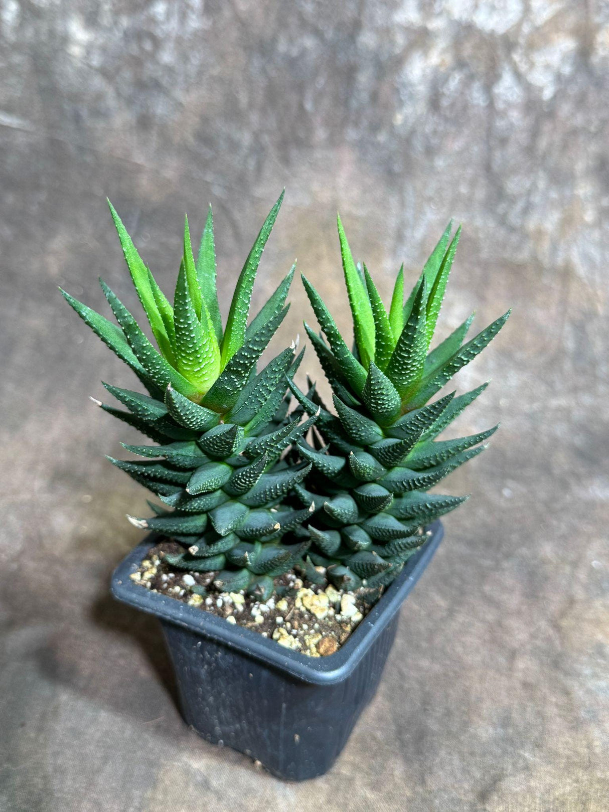 Haworthia Attenuata Plant in 3" Grow Pot - Zebra Haworthia - Live Succulent Plant - Mini Indoor Cactus - Easy Care Indoor Plant