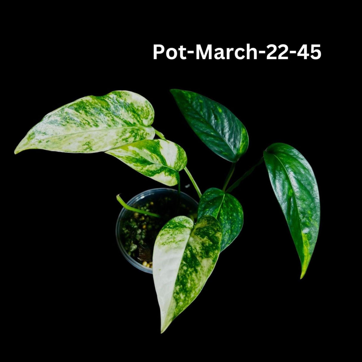 Epipremnum Yellow Flame Rare Exact Plant , Golden Flame Pinnatum Variegated, Very Rare Same Pot, US Seller, Collector Plant, GIFT Plant v2