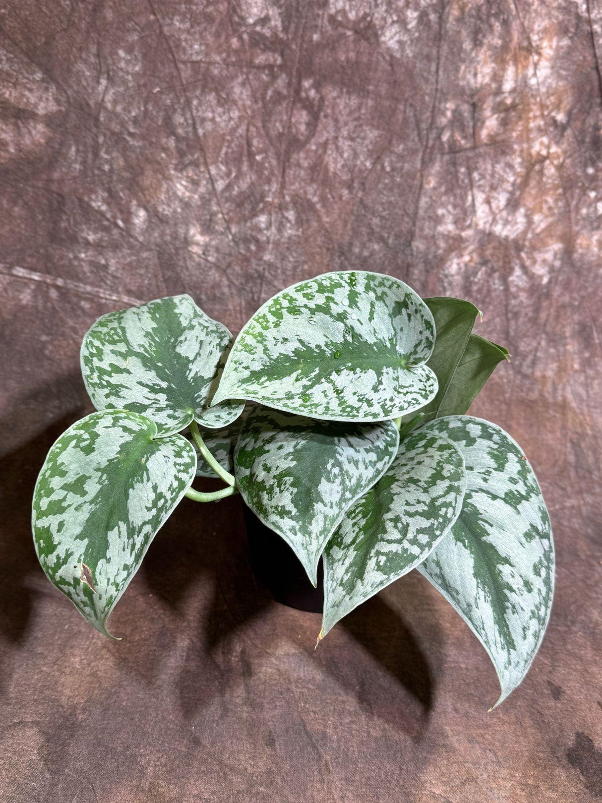 Scindapsus Silver Exotica Plant in 4" Grow Pot - Silver Satin Pothos Large Leaf Plant - Rare Vining Indoor Plant - Scindapsus Pictus Exotica