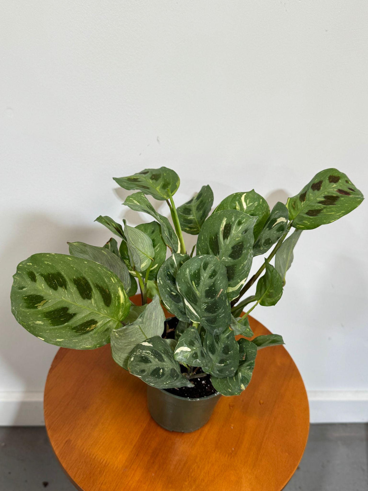 Variegated Maranta Leuconeura in a 4" Grow Pot - Prayer Plant - Beauty Kim Prayer Plant - Tropical Houseplant - Live Indoor Plants