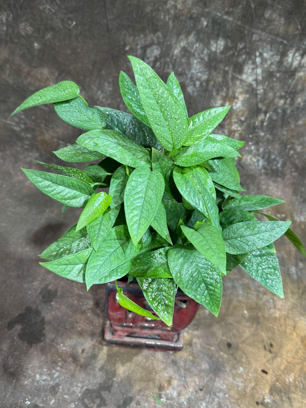 Cebu Blue Pothos in a 6" Nursery Pot | Epipremnum Pinnatum Vining Plant | Air Purifying Indoor Houseplant | Low Light Best Office Plant