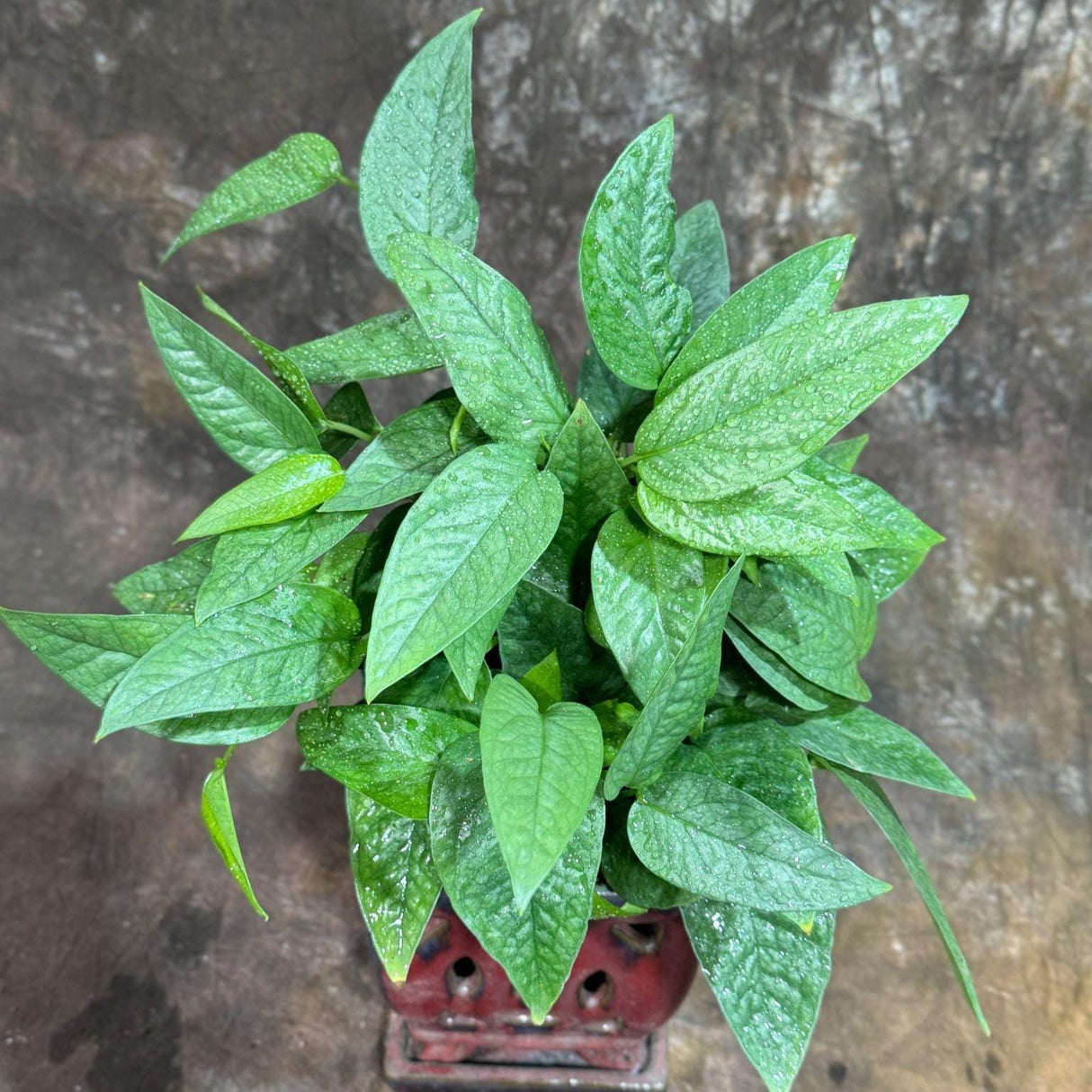 Cebu Blue Pothos in a 6" Nursery Pot | Epipremnum Pinnatum Vining Plant | Air Purifying Indoor Houseplant | Low Light Best Office Plant