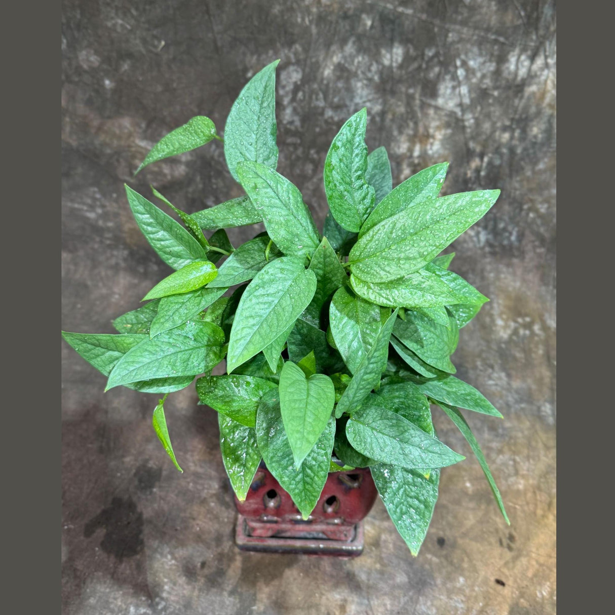 Cebu Blue Pothos in a 6" Nursery Pot | Epipremnum Pinnatum Vining Plant | Air Purifying Indoor Houseplant | Low Light Best Office Plant