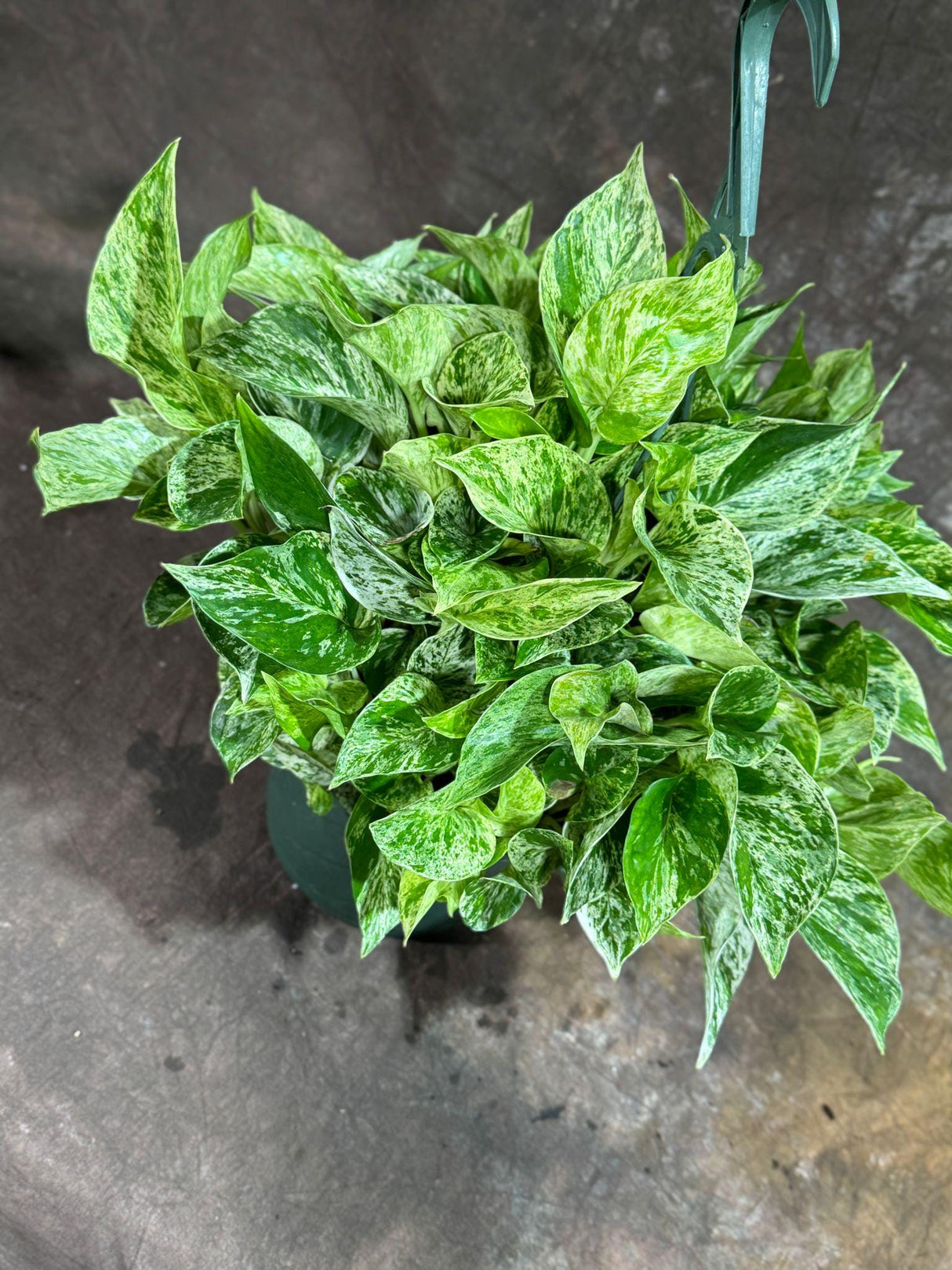 Marble Queen Pothos in 8" Hanging Basket - Gorgeous Variegated Indoor Easy-Care Houseplant - Marble Pothos - SAME PLANT as the pictures