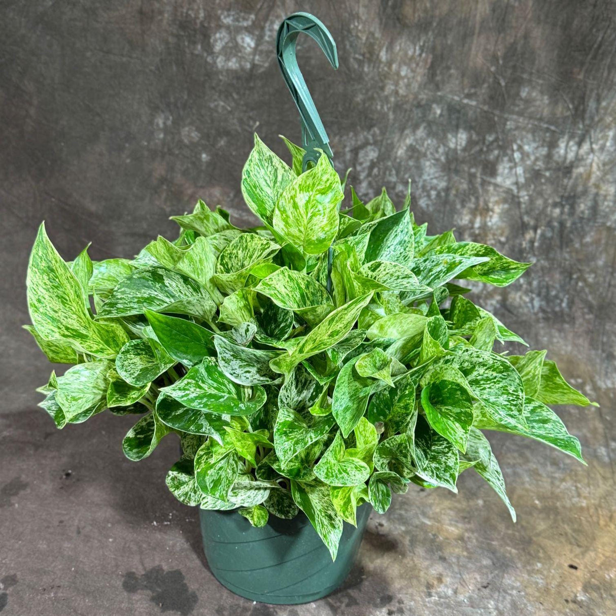 Marble Queen Pothos in 8" Hanging Basket - Gorgeous Variegated Indoor Easy-Care Houseplant - Marble Pothos - SAME PLANT as the pictures