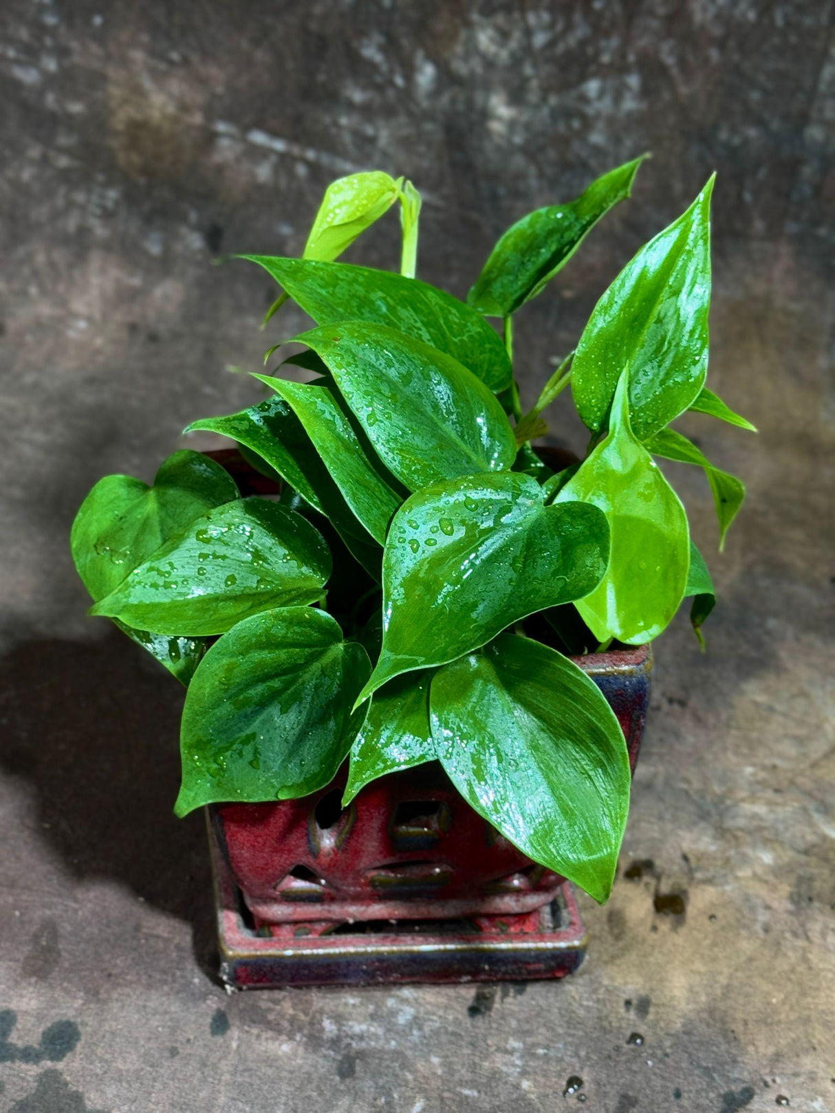 4" Jade Heart Leaf Philodendron Bulk 10 Pots – Live Philodendron Cordatum Plants (Case of 10 Pots)