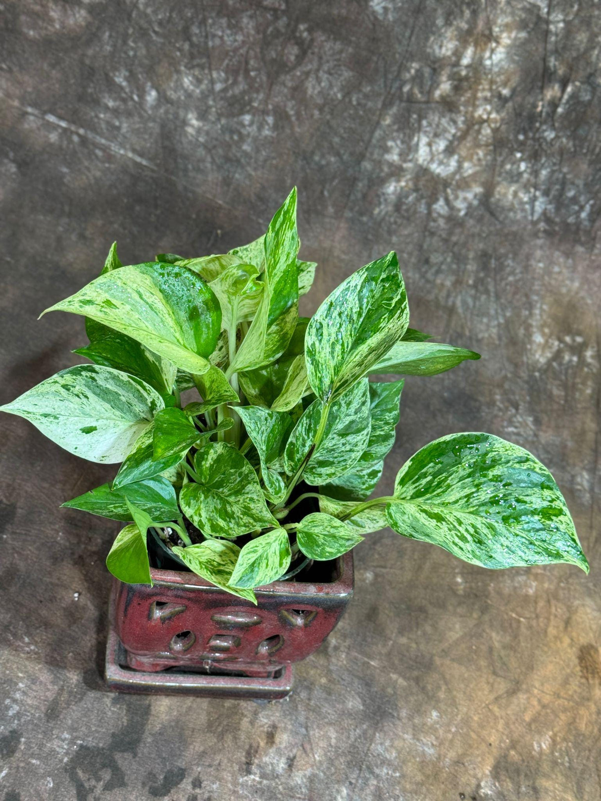Marble Queen Pothos in 4" Nursery Pot - Gorgeous Variegated Indoor Easy-Care Houseplant - Marble Pothos - Air Purifier Plants - Office Plant