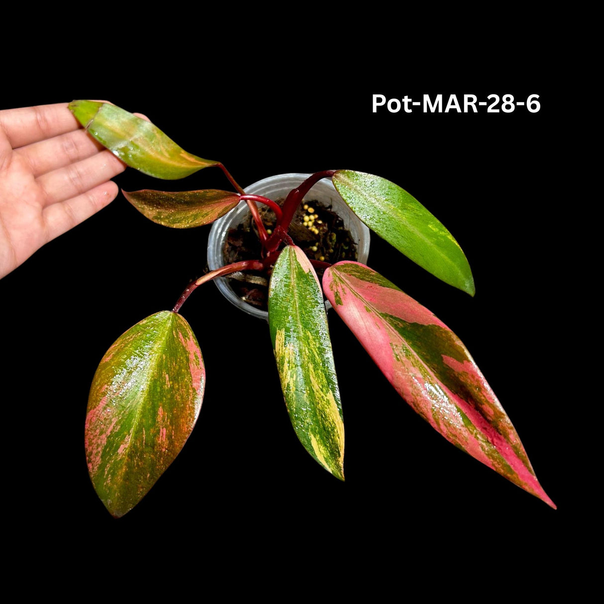 Variegated Philodendron Strawberry Shake Plant Live - US Seller - Extremely Rare Strawberry Plant For Collectors - Mother's Day Gift