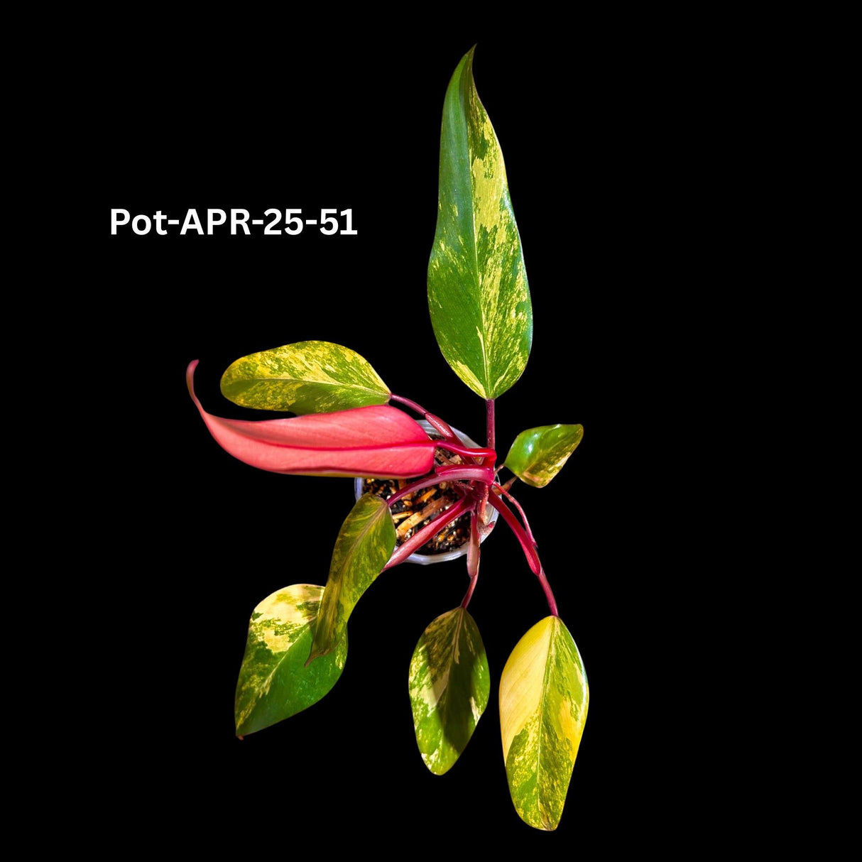 Variegated Philodendron Strawberry Shake Plant Live - US Seller - Extremely Rare Strawberry Plant For Collectors - Mother's Day Gift