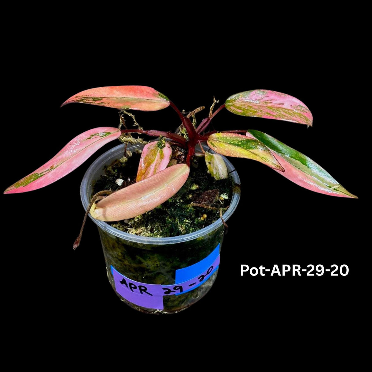 Variegated Philodendron Strawberry Shake Plant Live EXACT - Extremely Rare Strawberry Plant For Collectors - Mother's Day Gift - US Seller