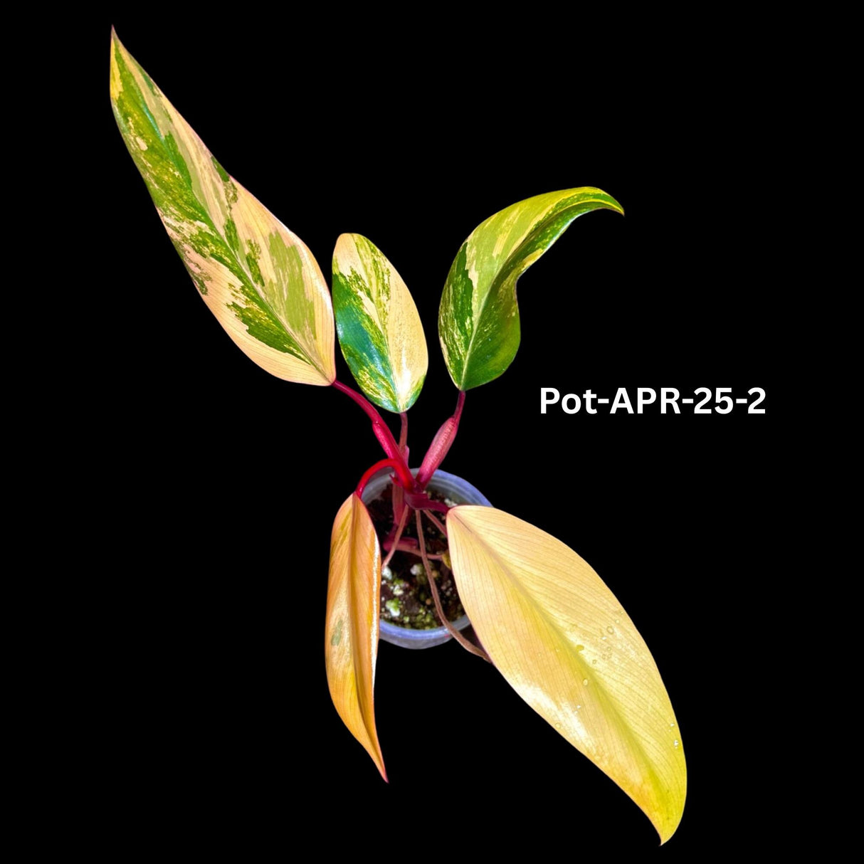 Variegated Philodendron Strawberry Shake Plant Live - US Seller - Extremely Rare Strawberry Plant For Collectors - Mother's Day Gift