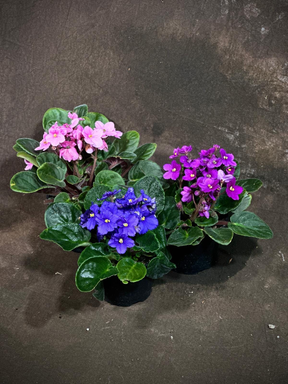 Set of 3 African Violet in 4" Grow Pot - Indoor Plant- Plant Lover Gift - Violet Blue, Purple, Pink Live Flower Plant -Blooms All Year Round