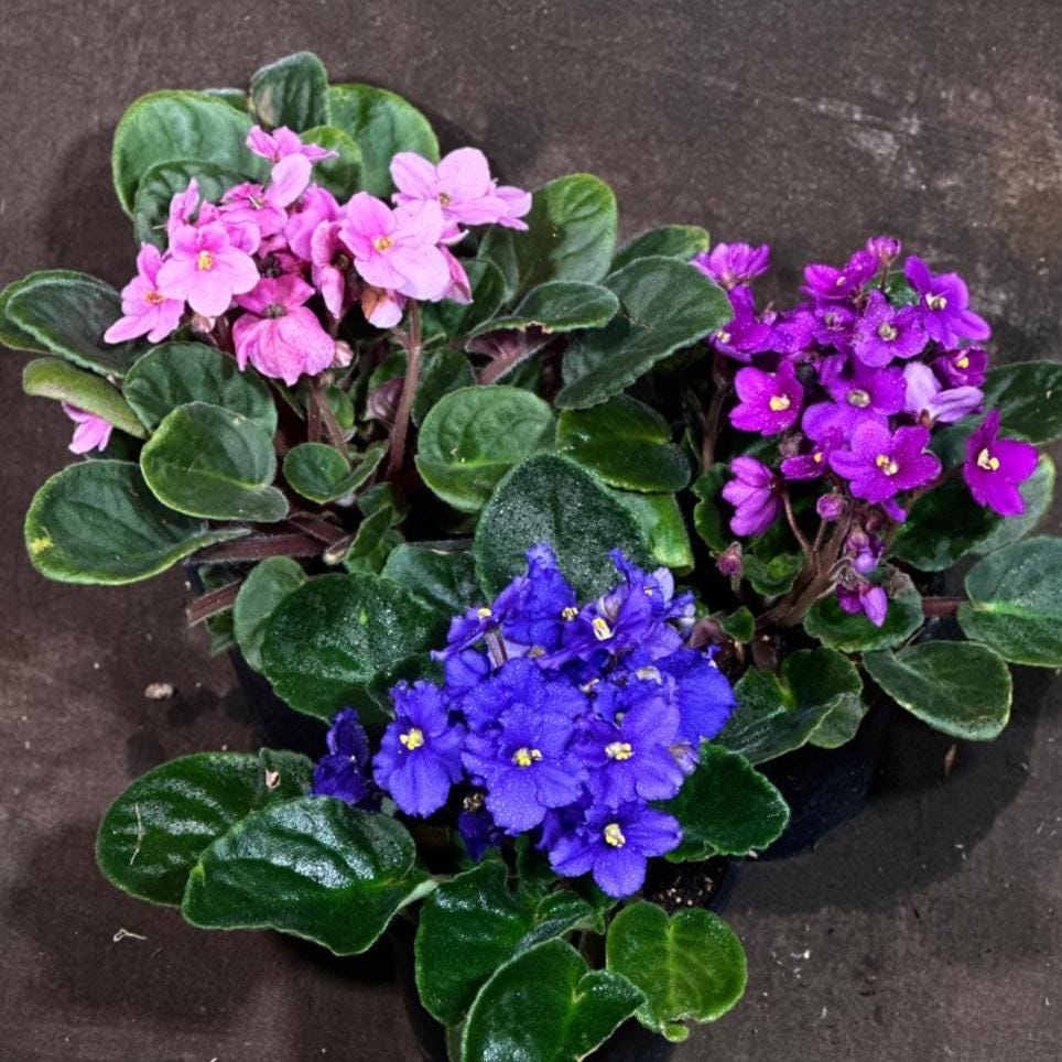 Set of 3 African Violet in 4" Grow Pot - Indoor Plant- Plant Lover Gift - Violet Blue, Purple, Pink Live Flower Plant -Blooms All Year Round