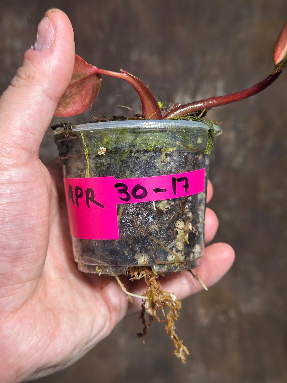 Variegated Philodendron Strawberry Shake - Rare Variegated Strawberry Collector Plant - Live Indoor Plant - Exact Same Plant - US Seller