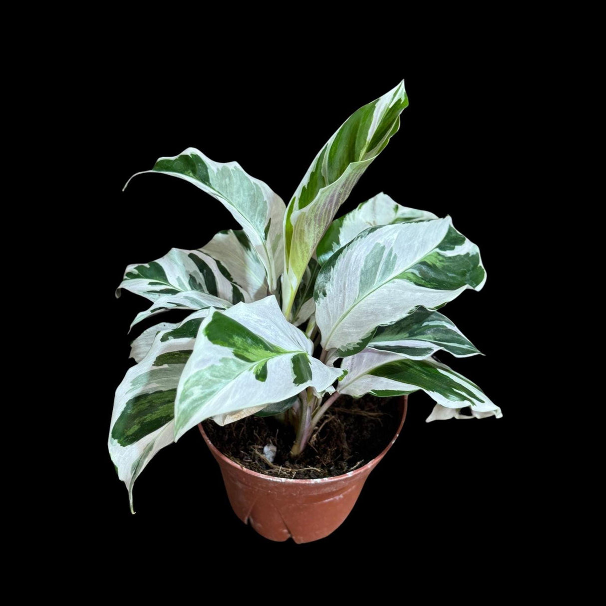 Calathea Fusion White in Grow Pot - Low Maintenance Best Indoor Plant - Variegated White Plant - Office Gift Plant with Pot -
