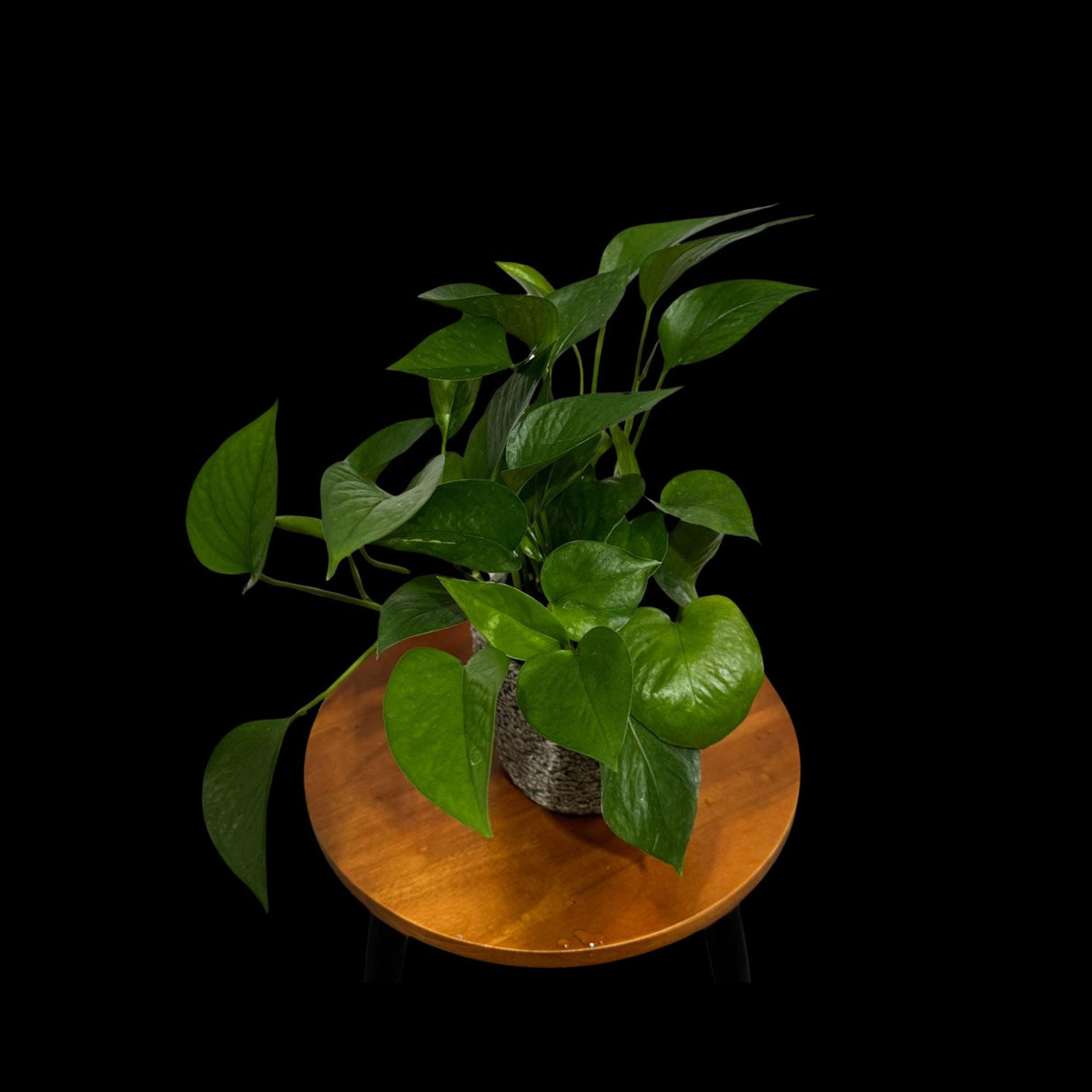 Jade Pothos Plant in 4” Grow Pot - Jade Philodendron - Epipremnum Aureum Jade - Vining Low Light Indoor Plant - Air Purifying Live Plant