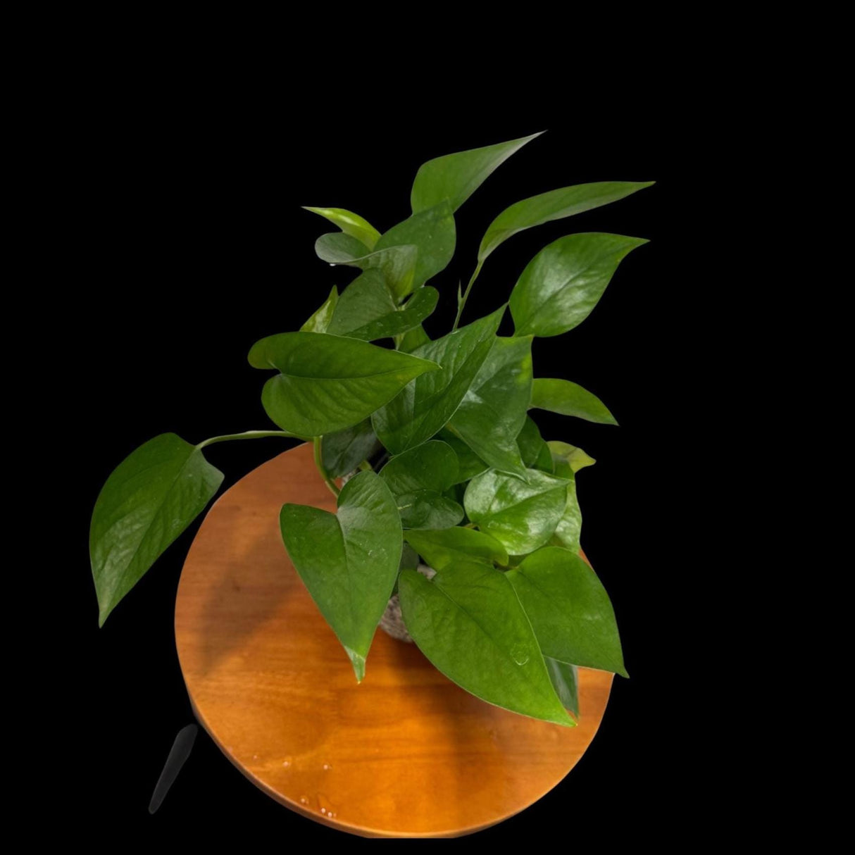 Jade Pothos Plant in 4” Grow Pot - Jade Philodendron - Epipremnum Aureum Jade - Vining Low Light Indoor Plant - Air Purifying Live Plant