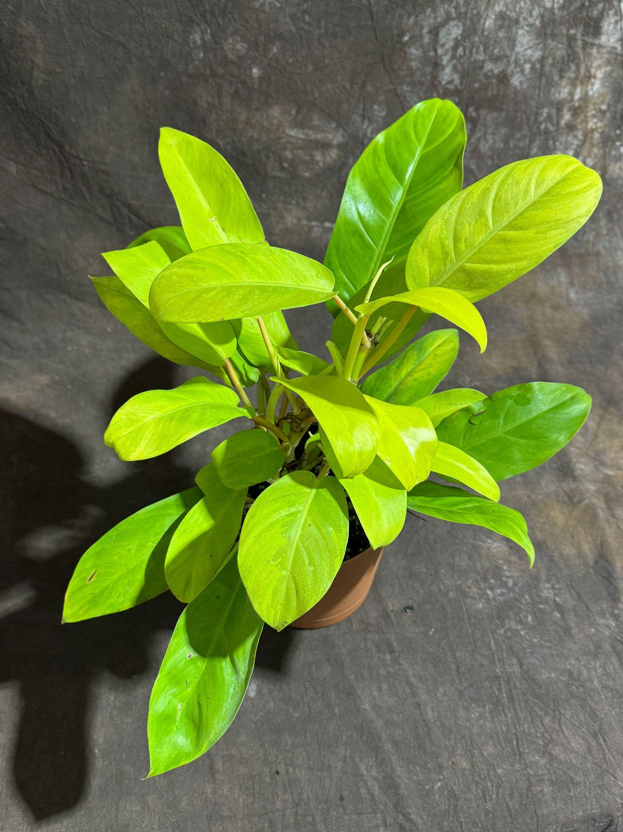 Lemon Lime Philodendron in a 6" Decorative Pot - Low Maintenance Indoor Vining Air Purifying Plants - Philodendron Cordatum