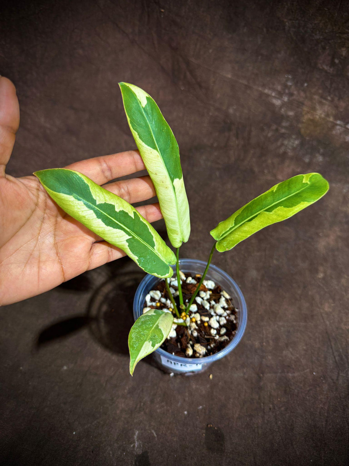 Philodendron Atabapoense Variegated Super Rare Exact Pot - Collector's Plant - Exact Same Live Plant - US Seller - Variegated Atabapoense v2