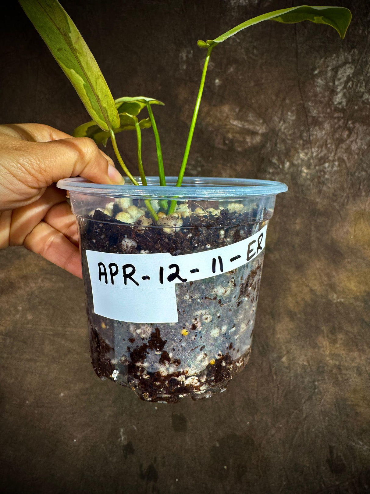 Philodendron Atabapoense Variegated Super Rare Exact Pot - Collector's Plant - Exact Same Live Plant - US Seller - Variegated Atabapoense v2