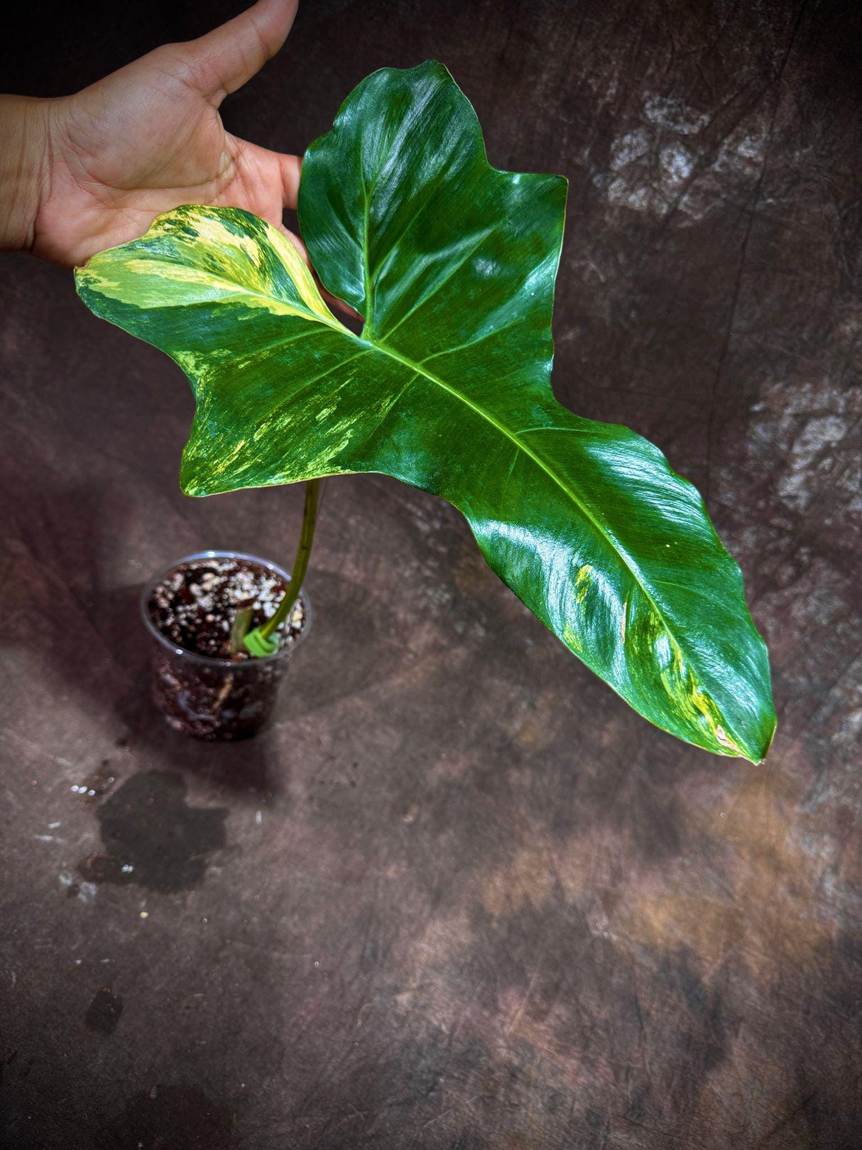 Philodendron Florida Beauty x Paraiso Verde in a Nursery Pot - Variegation Super Rare Collector EXACT Plant - Gift Plant - US Seller