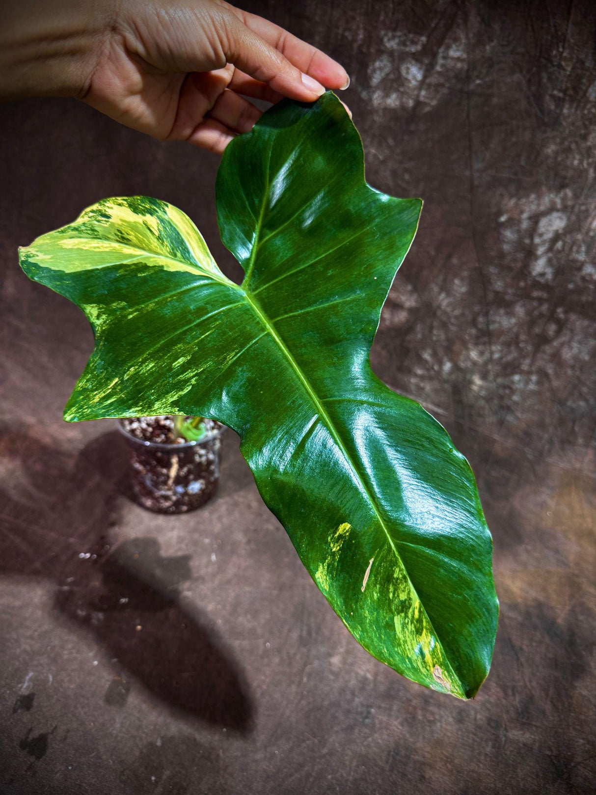Philodendron Florida Beauty x Paraiso Verde in a Nursery Pot - Variegation Super Rare Collector EXACT Plant - Gift Plant - US Seller