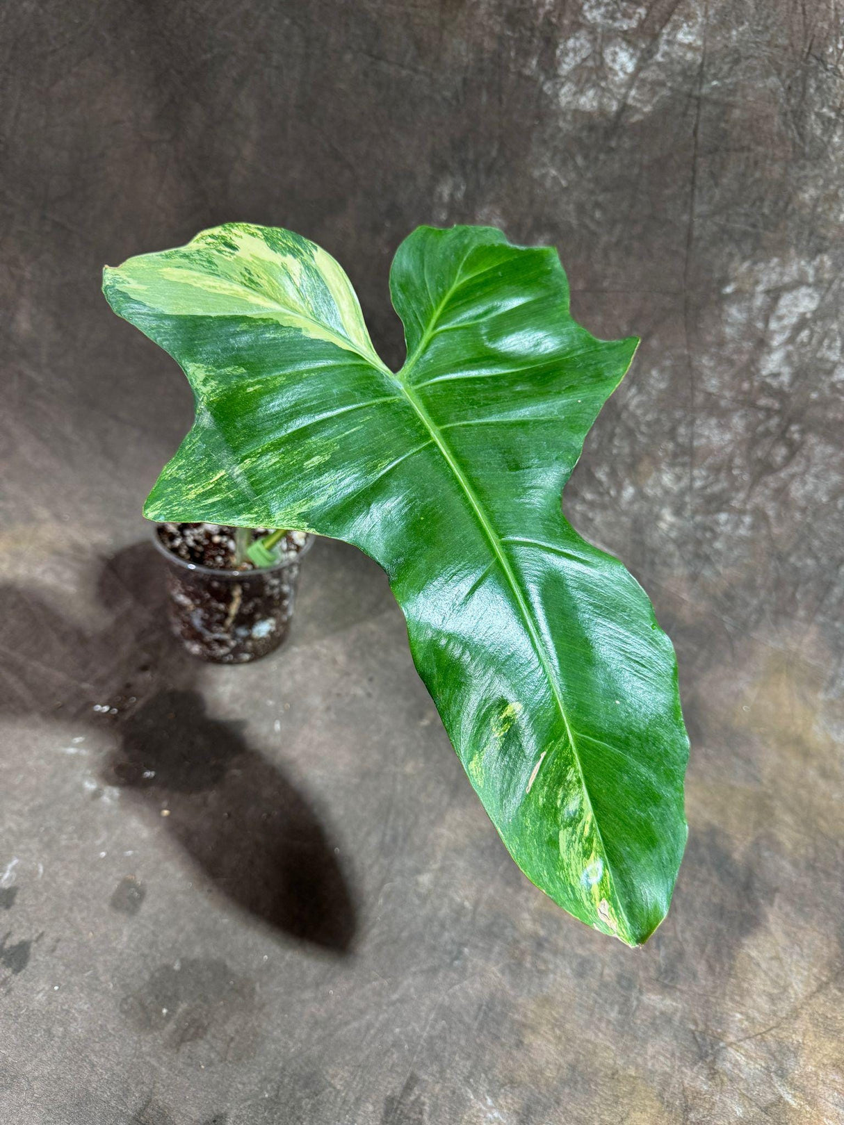 Philodendron Florida Beauty x Paraiso Verde in a Nursery Pot - Variegation Super Rare Collector EXACT Plant - Gift Plant - US Seller