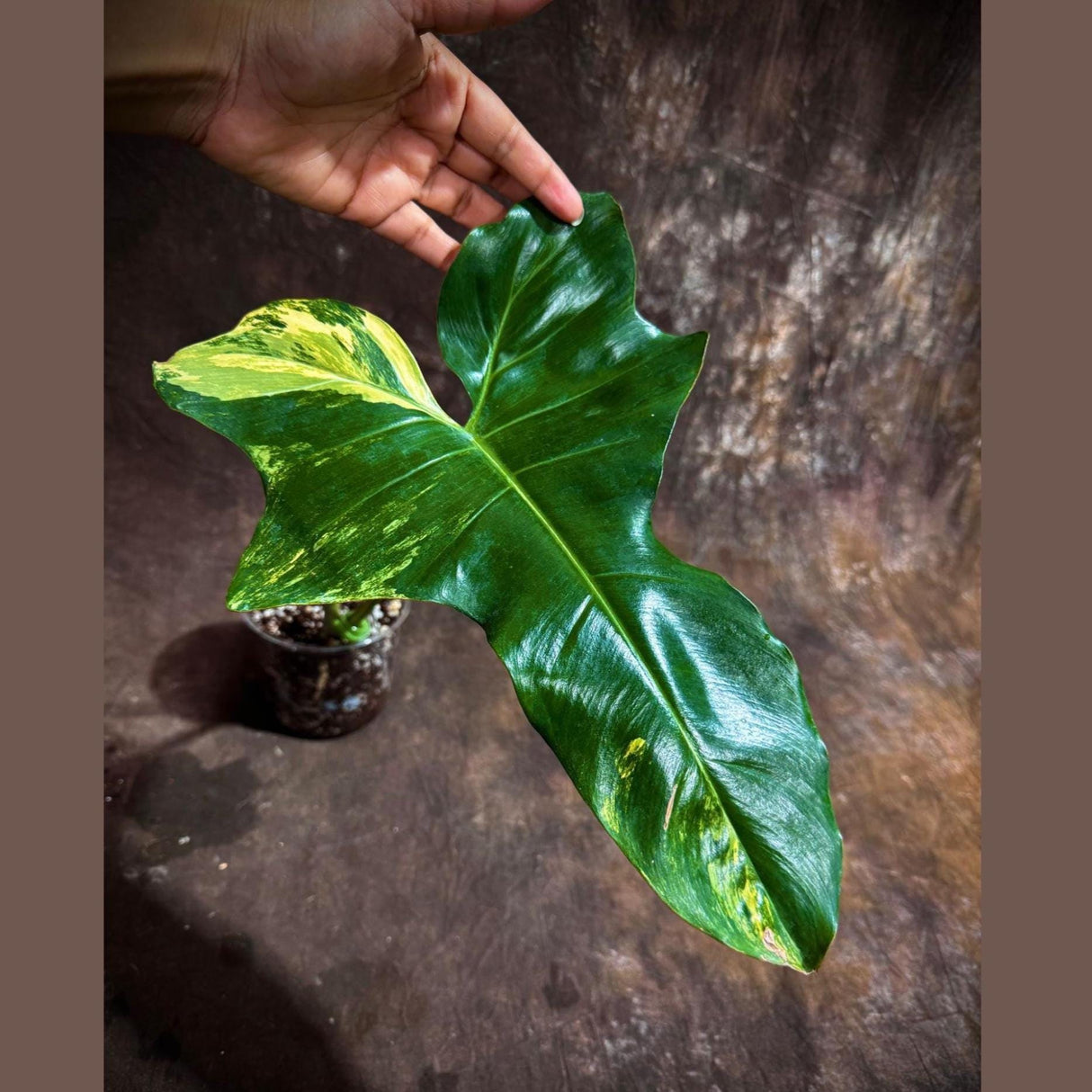 Philodendron Florida Beauty x Paraiso Verde in a Nursery Pot - Variegation Super Rare Collector EXACT Plant - Gift Plant - US Seller