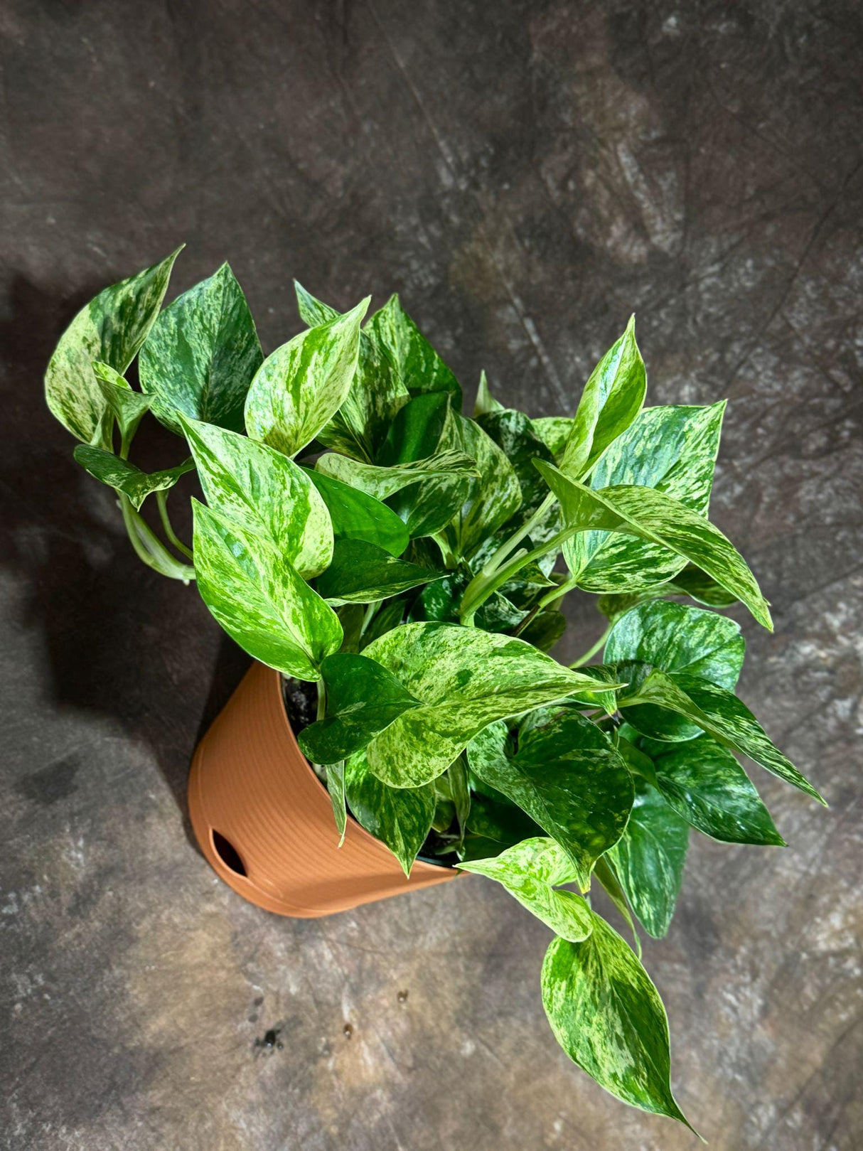 Marble Queen Pothos 6” Decorative Pot - Variegated Vining indoor Plant - Easy-Care Low Light Shelf, Table, Office Gift Plant with Pot