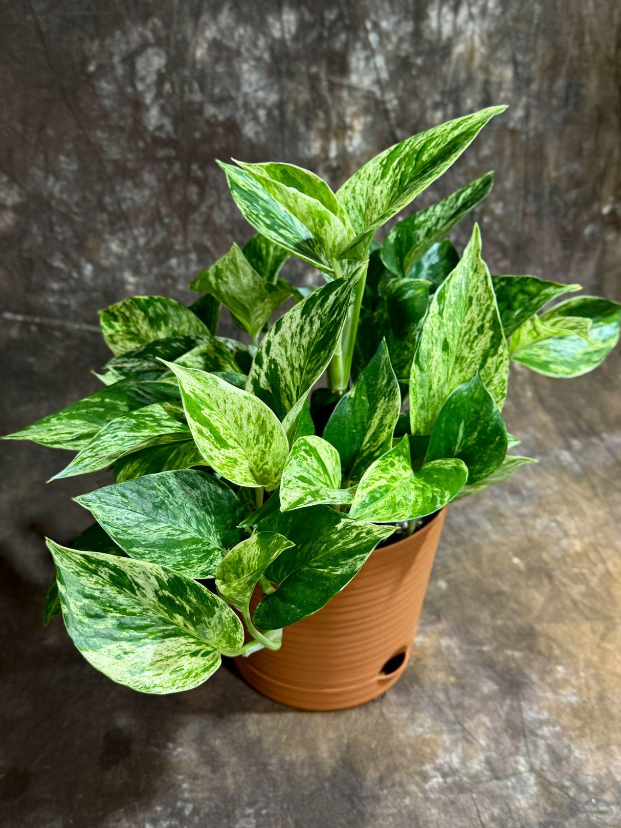 Marble Queen Pothos 6” Decorative Pot - Variegated Vining indoor Plant - Easy-Care Low Light Shelf, Table, Office Gift Plant with Pot
