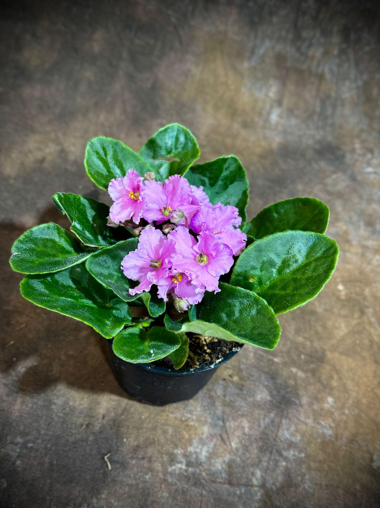 African Violet in 4" Grow Pot - Pink Violets Indoor Flower Plant - Terrarium Plant - Live Flower Plant Blooms All Year Round