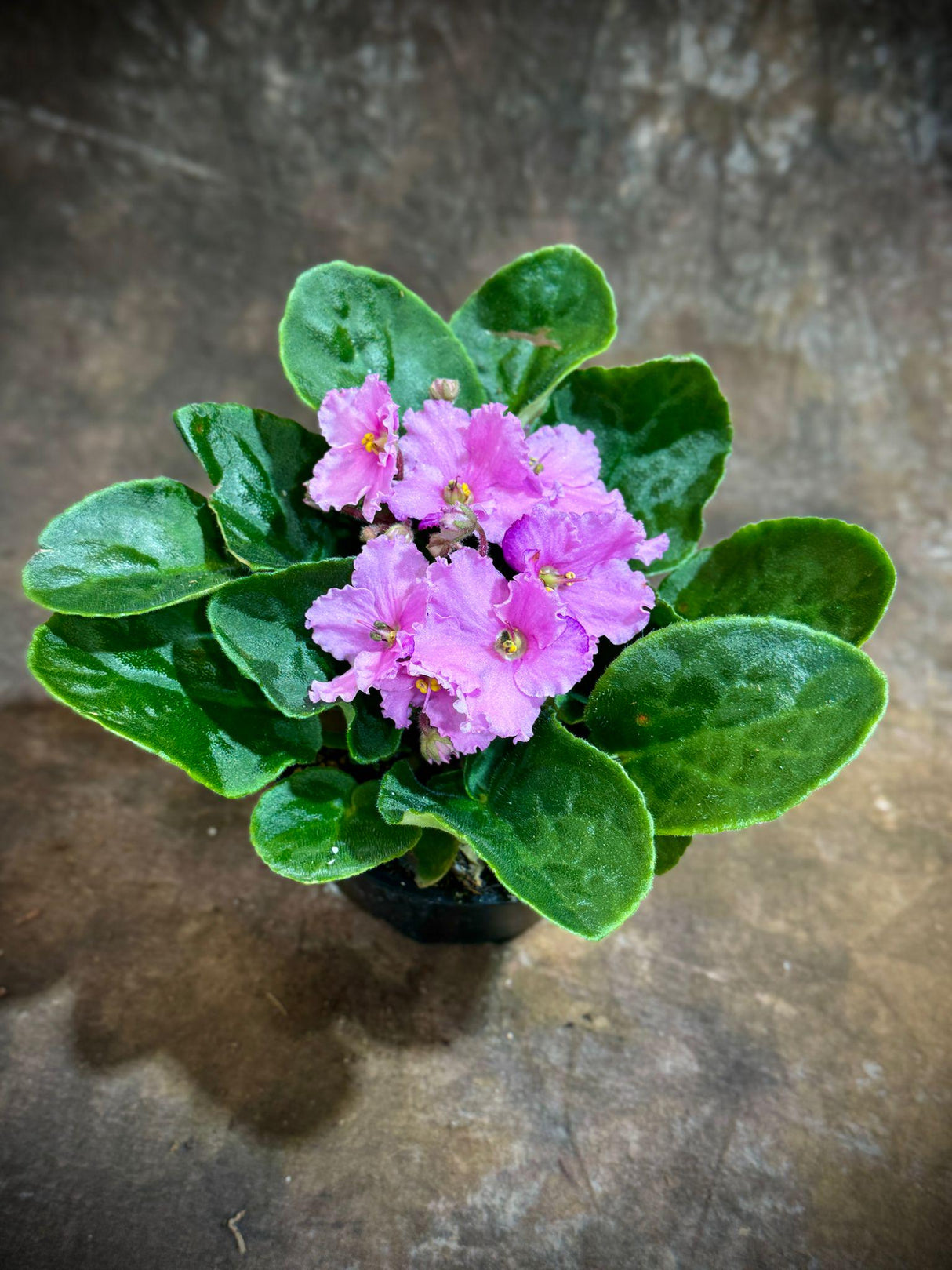 African Violet in 4" Grow Pot - Pink Violets Indoor Flower Plant - Terrarium Plant - Live Flower Plant Blooms All Year Round