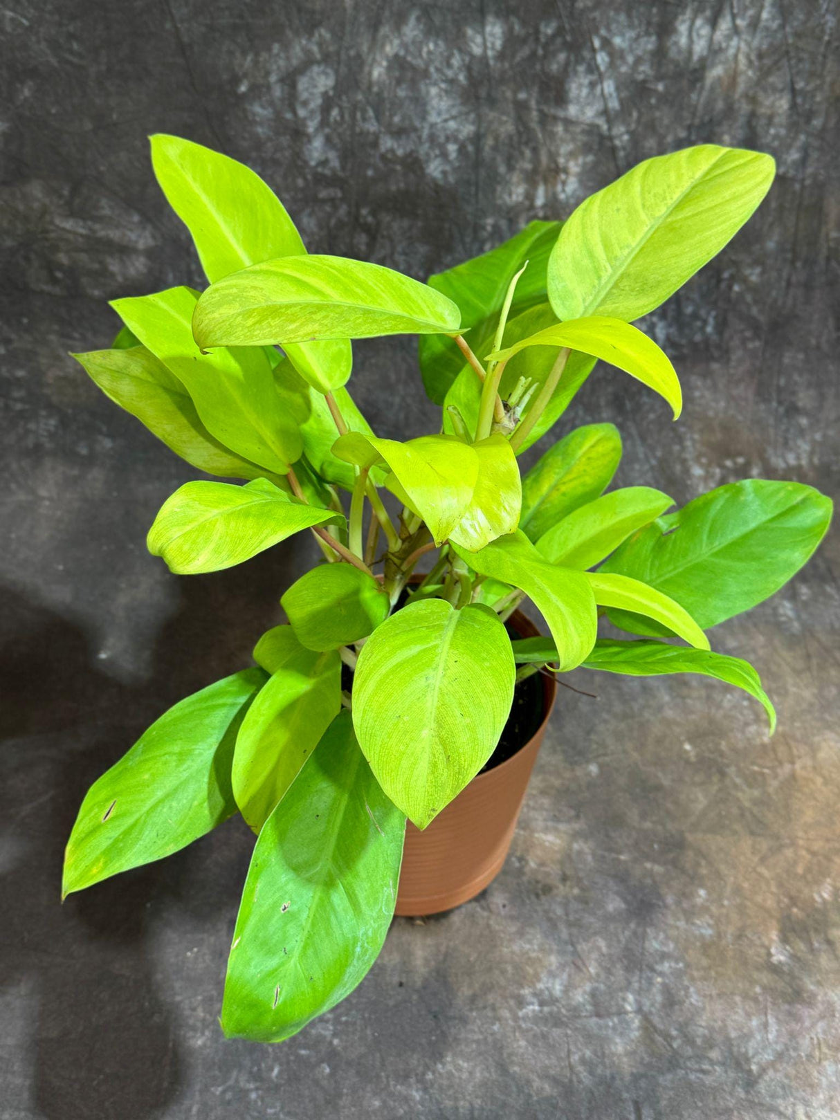 Lemon Lime Philodendron in a 6" Decorative Pot - Philodendron Cordatum - Low Maintenance Indoor Vining Air Purifying Plants