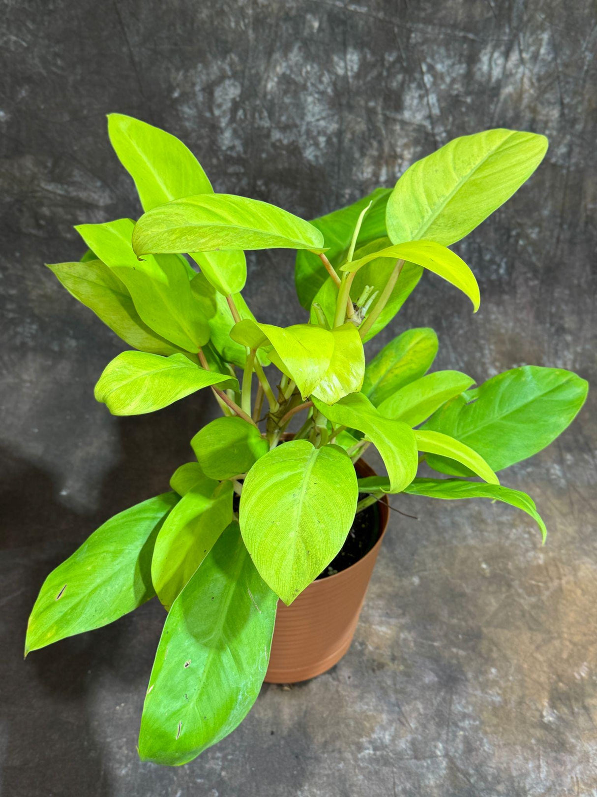 Lemon Lime Philodendron in a 6" Decorative Pot - Philodendron Cordatum - Low Maintenance Indoor Vining Air Purifying Plants