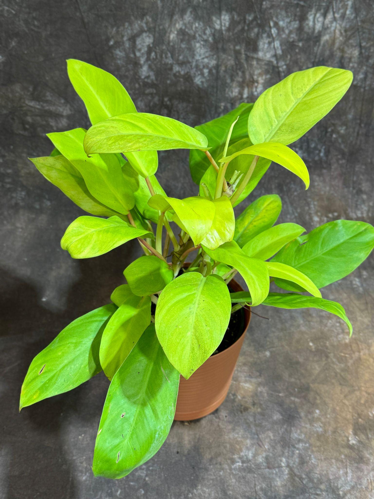 Lemon Lime Philodendron in a 6" Decorative Pot - Philodendron Cordatum - Low Maintenance Indoor Vining Air Purifying Plants