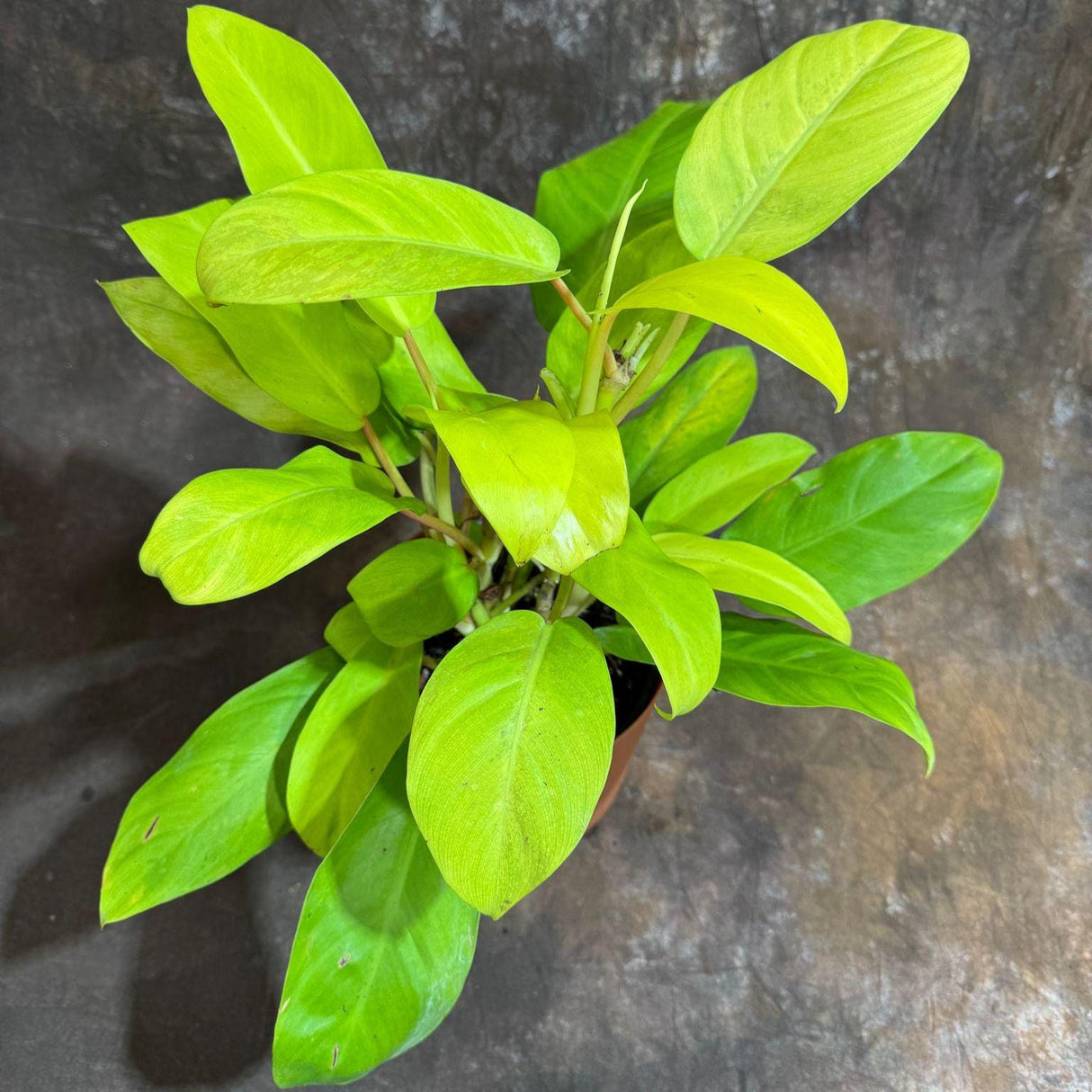 Lemon Lime Philodendron in a 6" Decorative Pot - Philodendron Cordatum - Low Maintenance Indoor Vining Air Purifying Plants