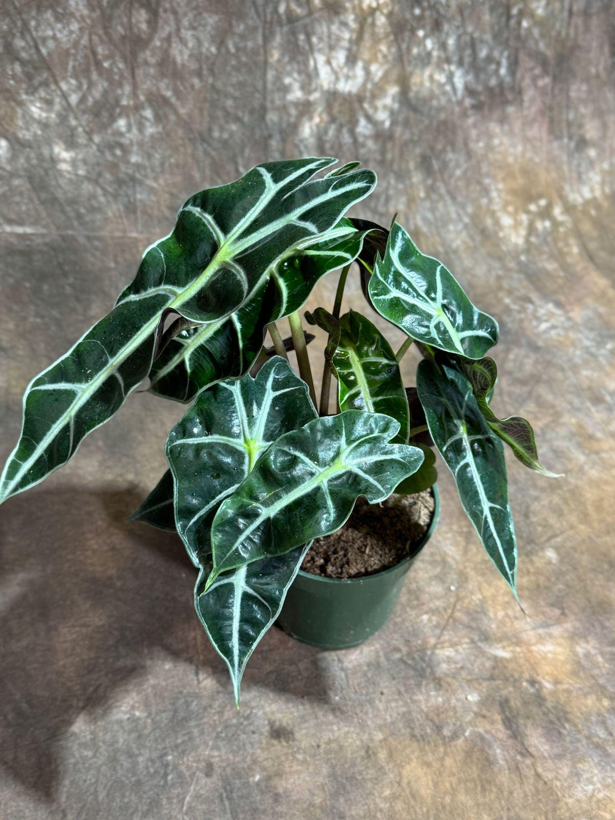 Alocasia Polly Plant in a 4" Grow Pot | Air Purifier Indoor Tropical Beauty | Live Alocasia Black Color Plant | Beginner Friendly Plant