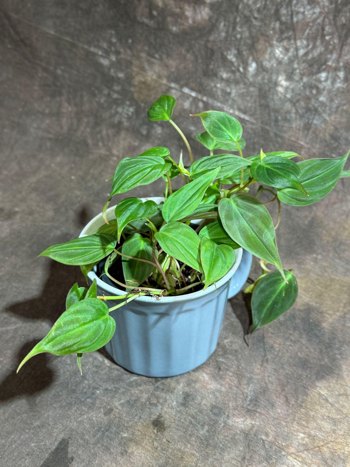 Live Philodendron Micans Velvet in a 4" Ceramic Cup - Velvet Leaf - Heartleaf Philodendron - Tropical Indoor Plant - Vining Houseplant
