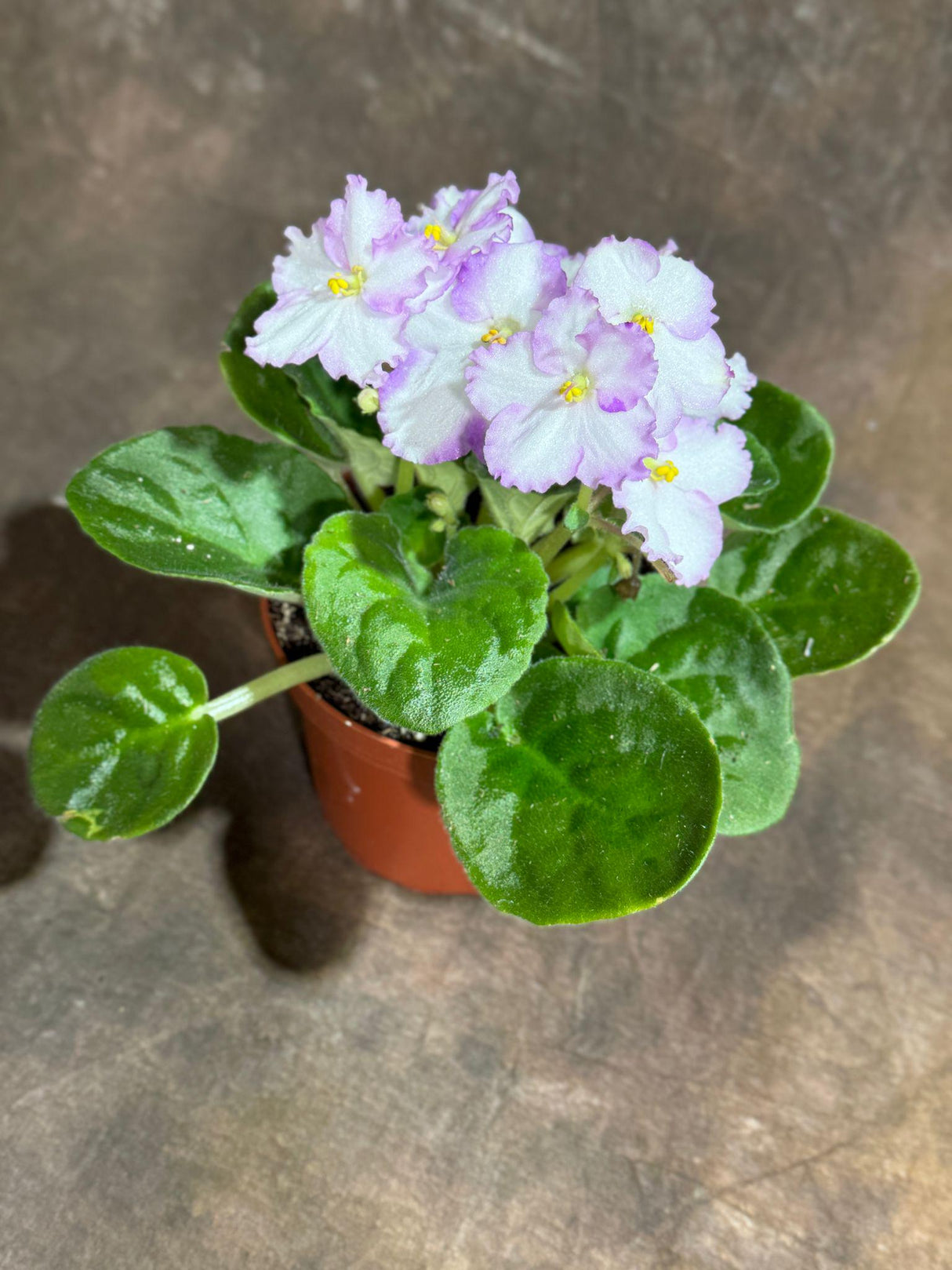 White Queen African Violet live plant in a 4" Grow Pot - Indoor Flower Plant - Terrarium Plant - Live Flower Plant Blooms All Year Round