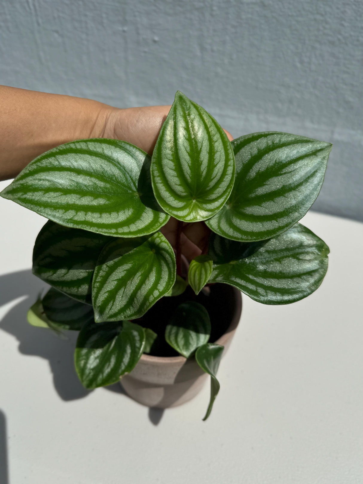 Watermelon Peperomia Starter Plant in 4" Grow Pot - Large Watermelon-Striped Peperomia - Indoor Succulent plant - Easy Care Houseplant