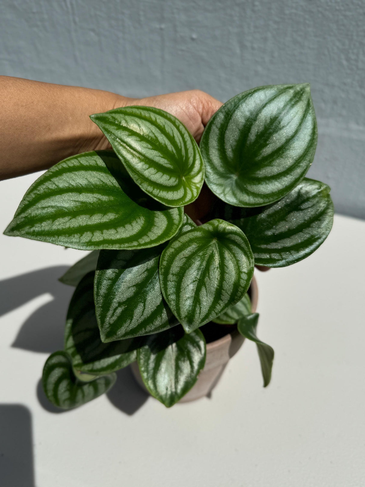 Watermelon Peperomia Starter Plant in 4" Grow Pot - Large Watermelon-Striped Peperomia - Indoor Succulent plant - Easy Care Houseplant