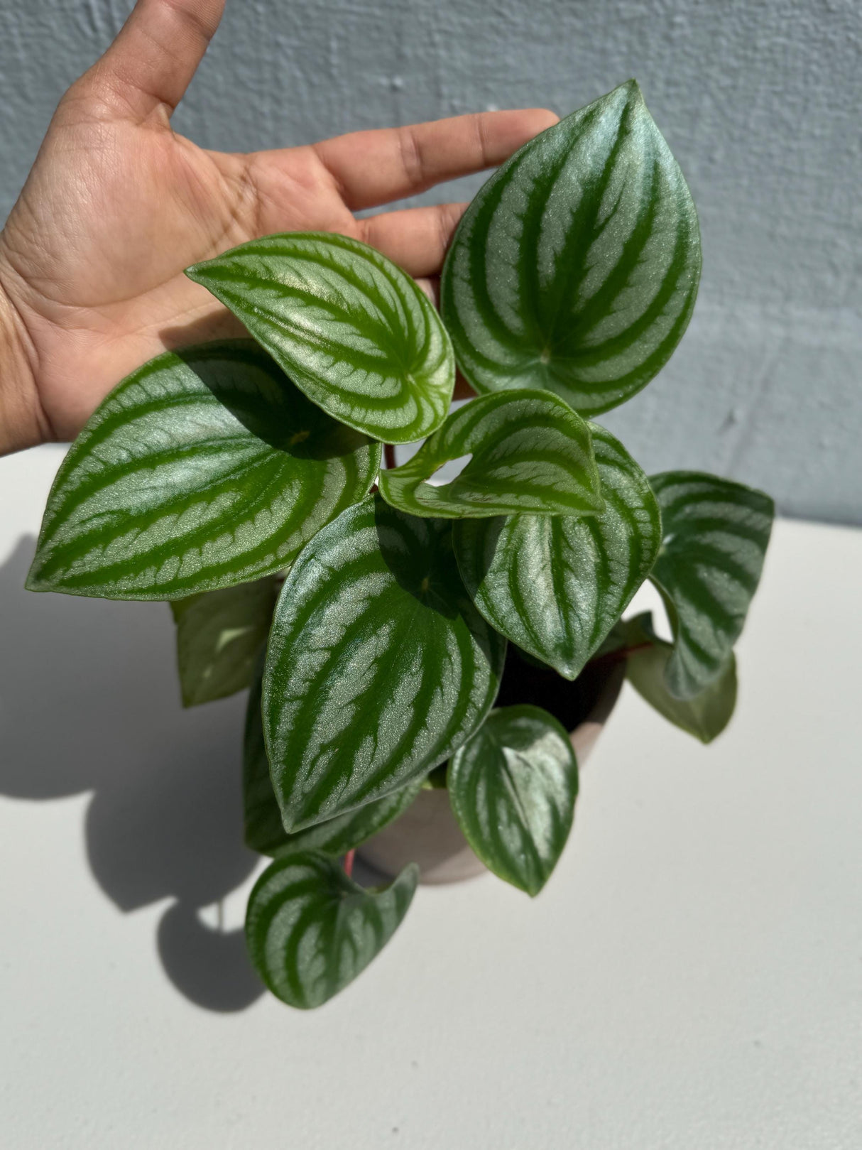 Watermelon Peperomia Starter Plant in 4" Grow Pot - Large Watermelon-Striped Peperomia - Indoor Succulent plant - Easy Care Houseplant