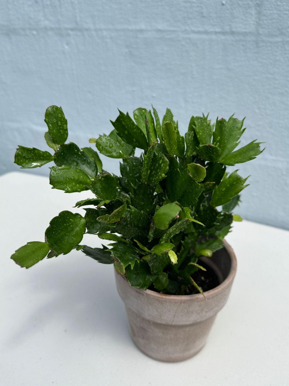 Flowering Christmas Cactus - Thanksgiving Cactus in a 4" Grow Pot - Holiday Cactus - Indoor Succulent Plant - Low light Gift Houseplant