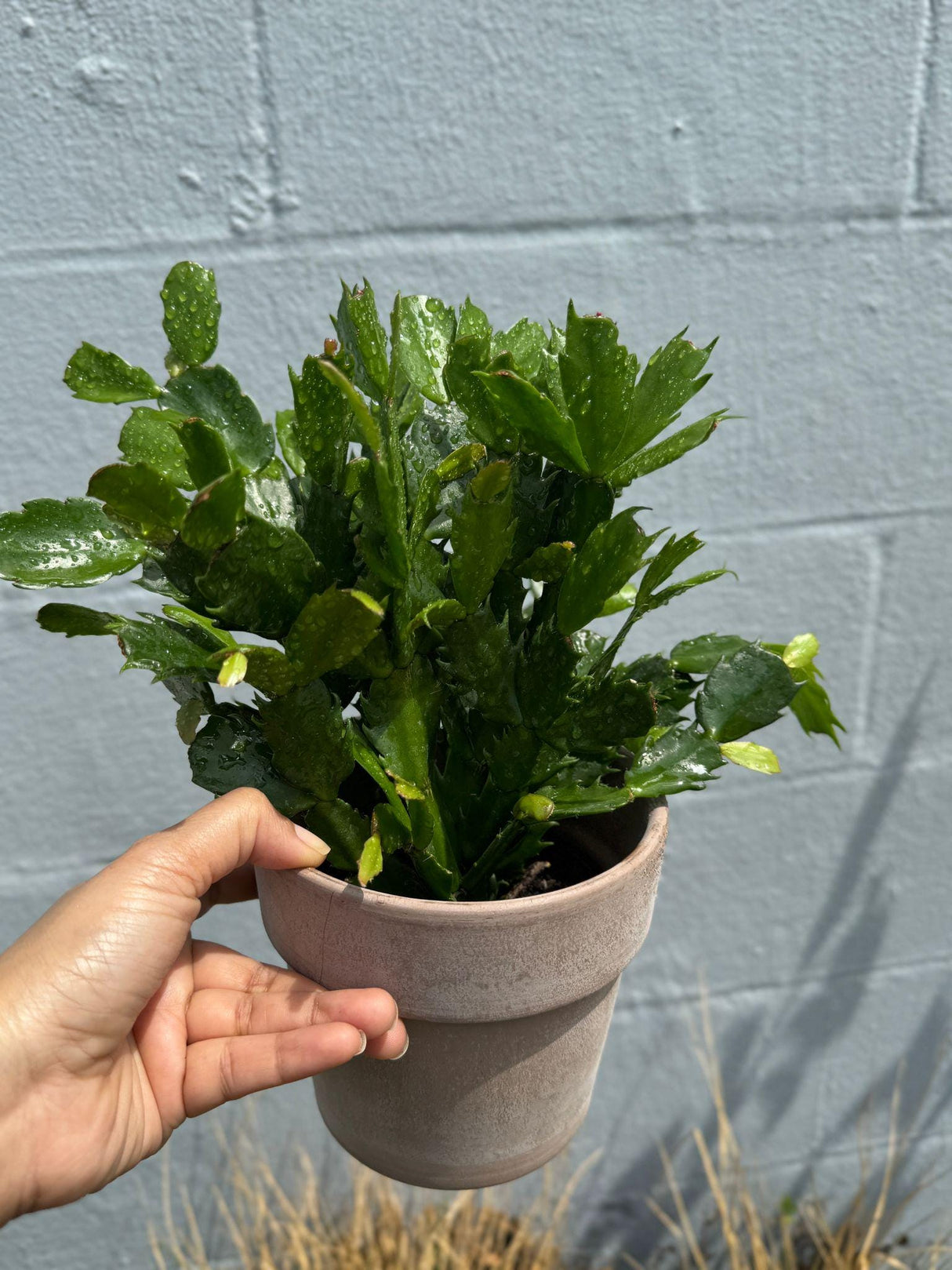 Flowering Christmas Cactus - Thanksgiving Cactus in a 4" Grow Pot - Holiday Cactus - Indoor Succulent Plant - Low light Gift Houseplant