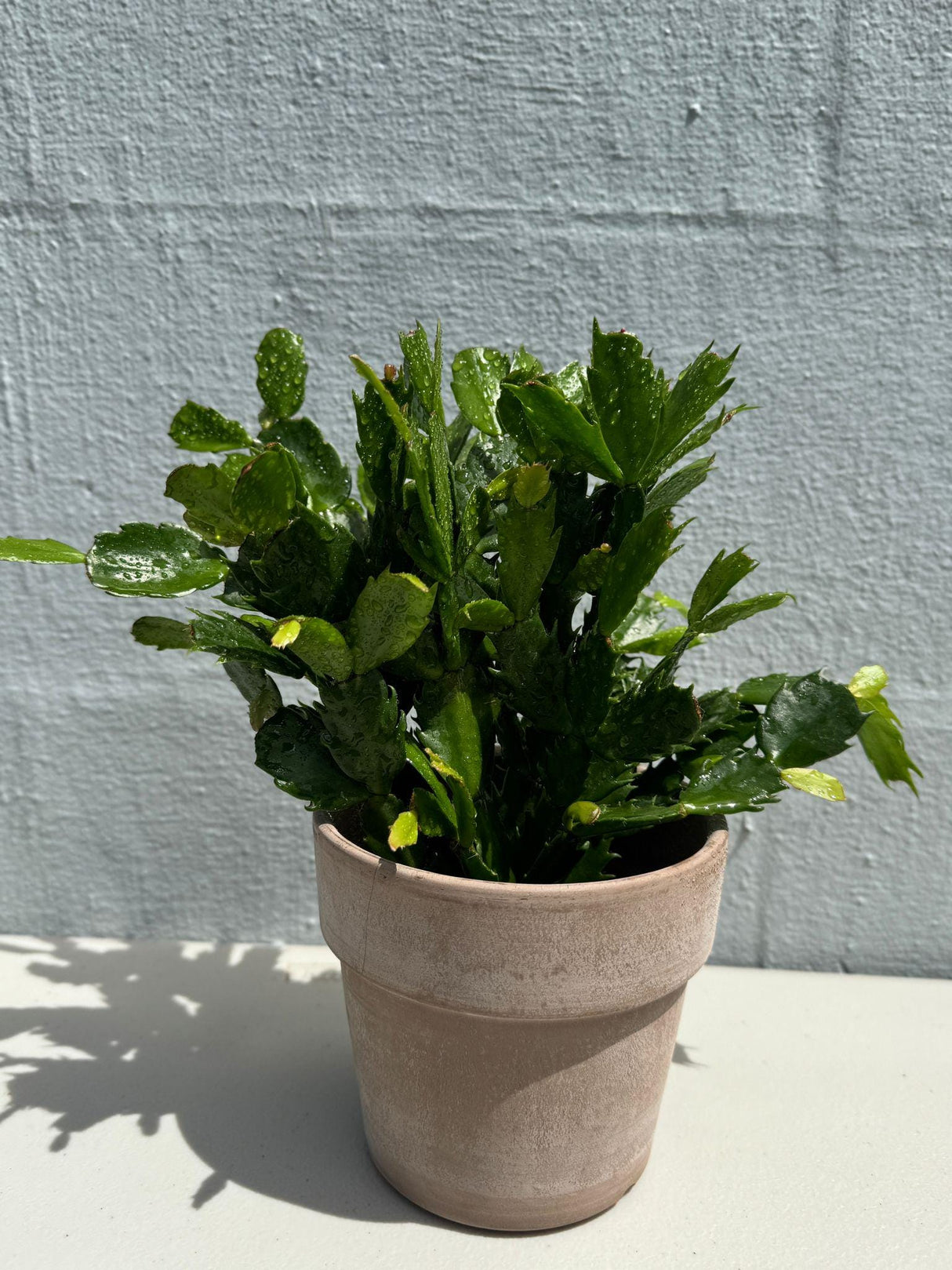 Flowering Christmas Cactus - Thanksgiving Cactus in a 4" Grow Pot - Holiday Cactus - Indoor Succulent Plant - Low light Gift Houseplant