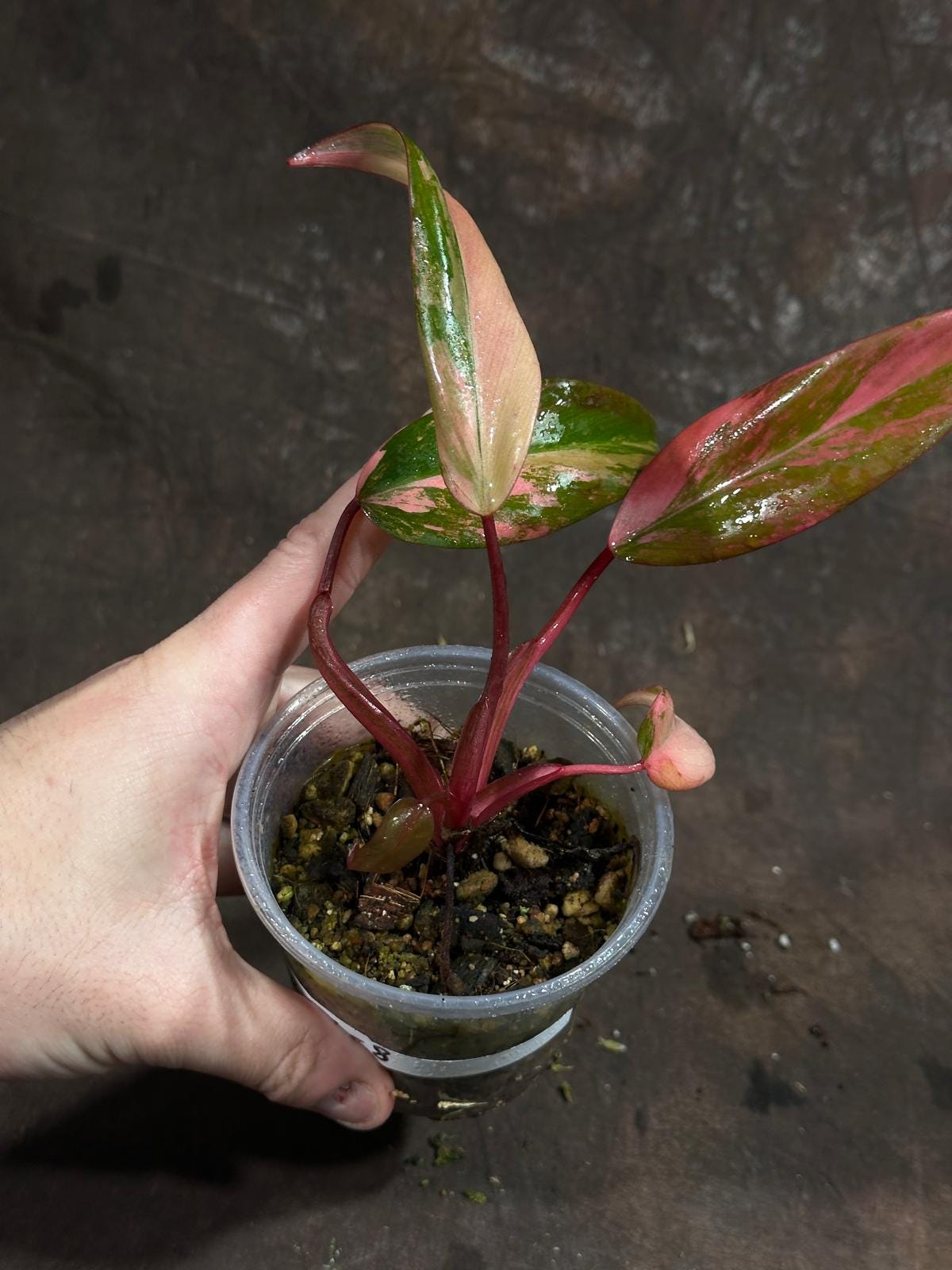 Variegated Philodendron Strawberry Shake in a Nursery Pot - Pink Strawberry Shake RARE Collector Plant - Live Indoor Plant - US Seller